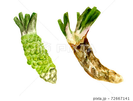 本ワサビと山ワサビの水彩イラスト 72667141