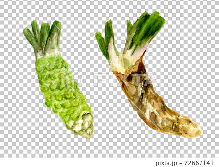 本ワサビと山ワサビの水彩イラスト 72667141