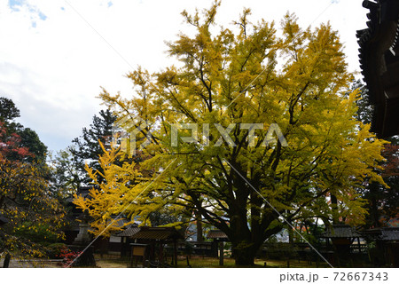 西念寺 2020-11-8 #97 西念寺 2020-11-8 #97 72667343