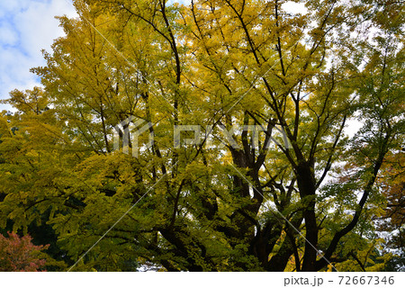 西念寺　2020-11-8　　＃94 72667346