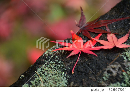 大興善寺　紅葉の落ち葉 72667364