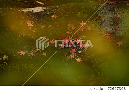大興善寺 紅葉の落ち葉 大興善寺 紅葉の落ち葉 72667368