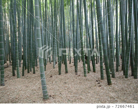 明月院の竹林庭園 明月院の竹林庭園 72667461