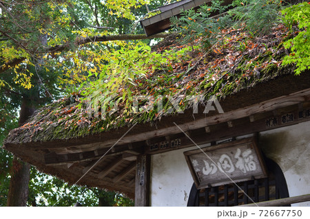 西念寺 2020-11-8 #107 西念寺 2020-11-8 #107 72667750