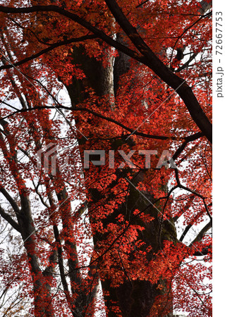 大木を真っ赤に染めるモミジ 大木を真っ赤に染めるモミジ 72667753