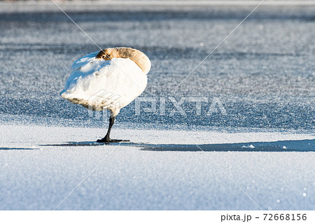 厳冬期の橙黄色した氷上の白鳥 72668156