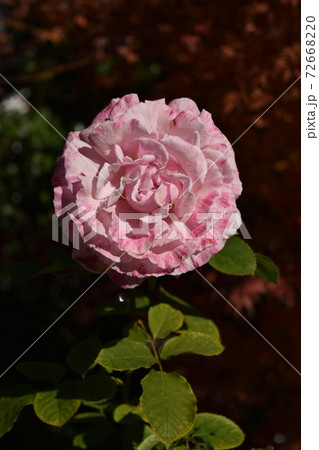 薔薇　バラ　芝公園のばら 72668220