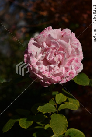 薔薇　バラ　芝公園のばら 72668221