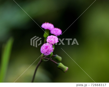 Flower of Emilia sonchifolia, also known as lilac tasselflower or cupid's shaving brush. Flower of Emilia sonchifolia, also known as lilac tasselflower or cupid's shaving brush. 72668317