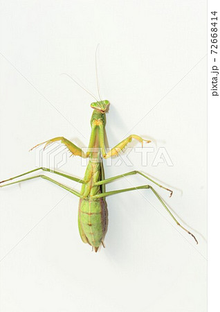 オオカマキリのメスの成虫　白背景 72668414
