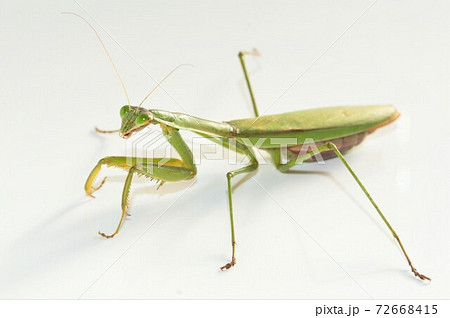 オオカマキリのメスの成虫 白背景の写真素材