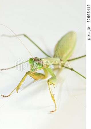 オオカマキリのメスの成虫　白背景 72668416