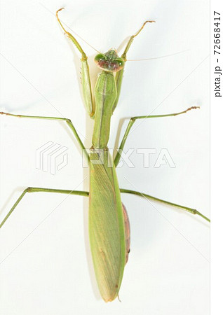 オオカマキリのメスの成虫　白背景 72668417