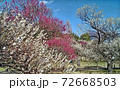 東京都府中市郷土の森ピンクと白の梅林 72668503