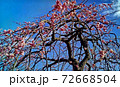 東京都府中市郷土の森の梅林、青空にピンクの花 72668504