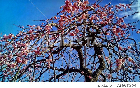 東京都府中市郷土の森の梅林、青空にピンクの花 72668504