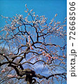 東京都府中市郷土の森の梅林、青空にピンクの梅の木 72668506