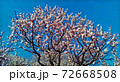 東京都府中市郷土の森の梅林、青空に薄いピンクの花 72668508