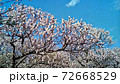 東京都府中市郷土の森の梅林、青空に薄いピンクの花 72668529