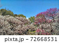 東京都府中市郷土の森の梅林、ピンクと白が咲き乱れる 72668531