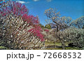 東京都府中市郷土の森の梅林、ピンクと白が咲き乱れる 72668532