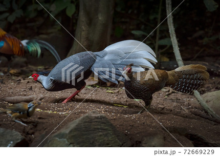 The kalij pheasant (Lophura leucomelanos) is a pheasant found in forests 72669229