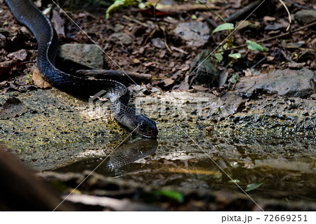 Indochinese rat snake (Ptyas korros) drinking water  Thailand 72669251
