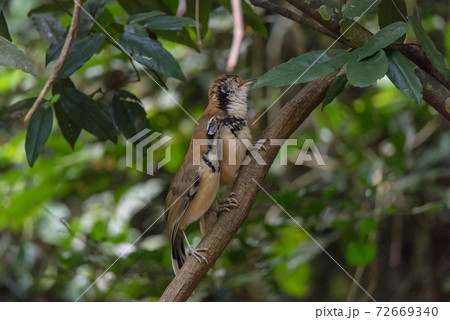 Greater Necklaced Laughingthrush (Ianthocincla pectoralis) A large, long-tailed, thrushlike bird of dense forests. 72669340