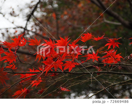 紅葉 紅葉 72669486