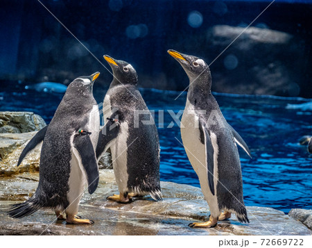 飼育員さんに夢中 飼育員さんに夢中 72669722