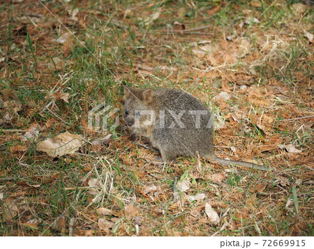 クオッカワラビー 72669915