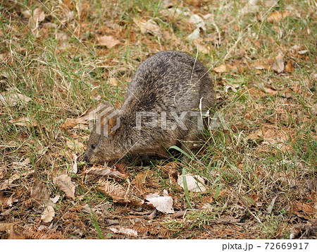 クオッカワラビー 72669917