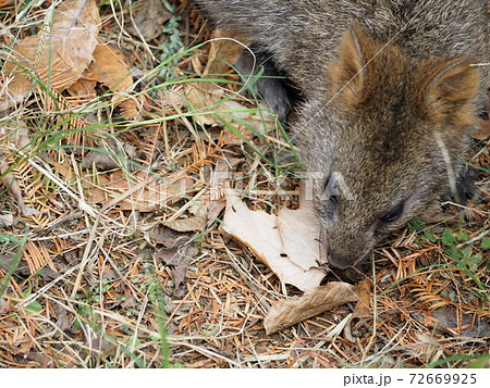 クオッカワラビー 72669925