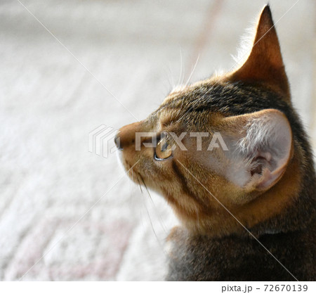 生後5か月齢のサバトラ仔猫の横顔 72670139