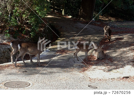 宮島　野生の鹿 72670256