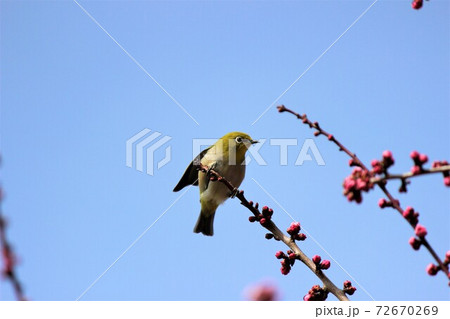 青空を背にめじろの日光浴 72670269