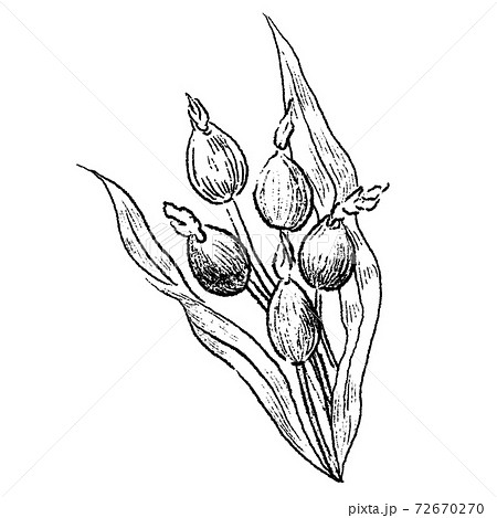 ハトムギ 線画スケッチ ハトムギ 線画スケッチ 72670270