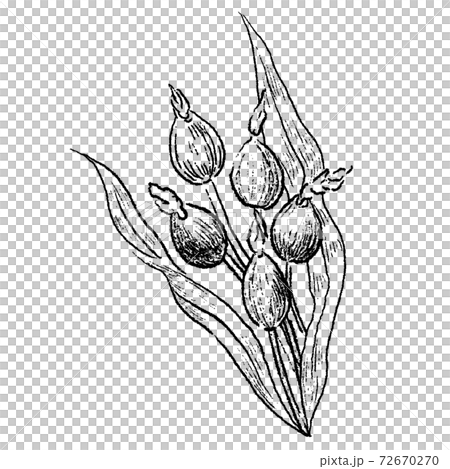 Coix line art sketch 72670270