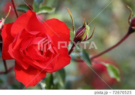 赤い薔薇 赤い薔薇 72670525