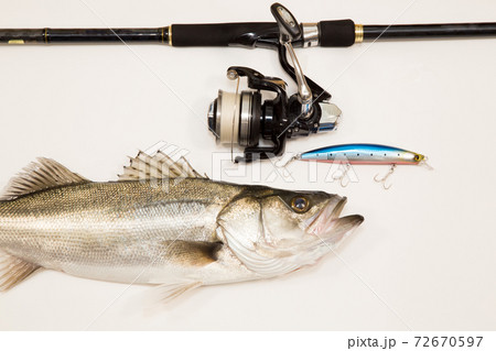 釣りたてシーバス(スズキ)とシーバス釣り用タックル 釣りたてシーバス(スズキ)とシーバス釣り用タックル 72670597