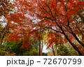 公園を散歩中に紅葉の中で上を見上げた 72670799