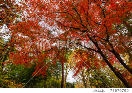 公園を散歩中に紅葉の中で上を見上げた 公園を散歩中に紅葉の中で上を見上げた 72670799