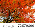 公園で見つけた真っ赤な紅葉の木 72670800