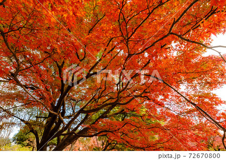 公園で見つけた真っ赤な紅葉の木 公園で見つけた真っ赤な紅葉の木 72670800