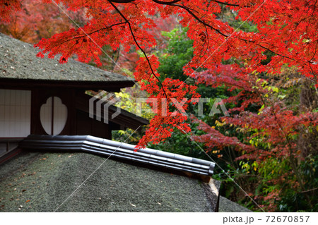 紅葉 三渓園 横浜 紅葉 三渓園 横浜 72670857