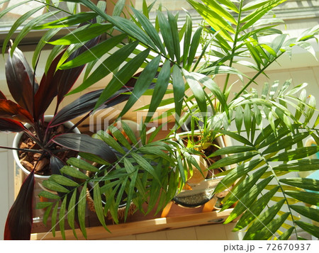観葉植物の日光浴の写真素材