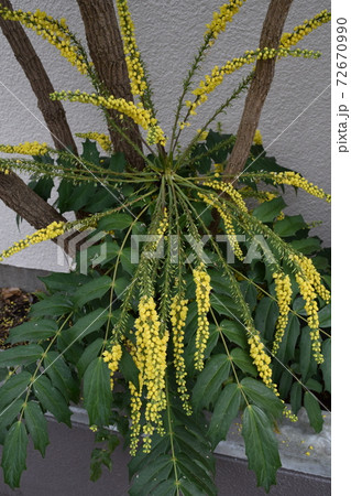 マホニア・チャリティー マホニア・チャリティー 72670990