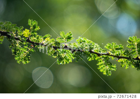 Detail of a whistling acacia branch on the Blurry green background in Tanzania East Africa 72671428