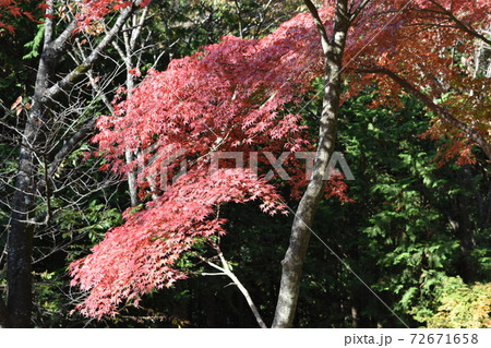 御岳山の紅葉 御岳山の紅葉 72671658