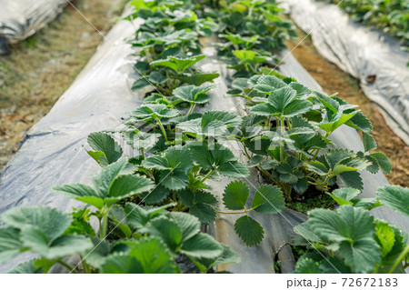 Strawberry leaves growing in rows inside greenhouse farm 72672183